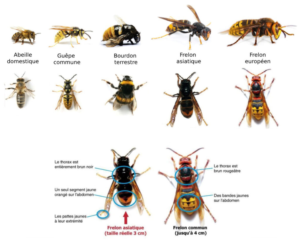 Guide d'identification guêpes frelons abeilles