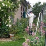 nid-frelonsasiatique-Beaufays-1