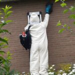 nid-frelonsasiatiques-Beaufays-2